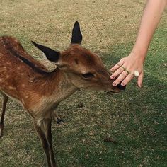 a baby deer is being petted by someone's hand