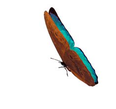 a blue and brown butterfly flying in the sky