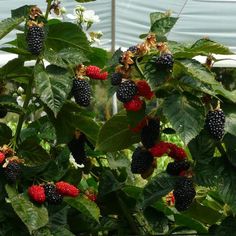 raspberries growing on the branches of a plant in a greenhouse with green leaves