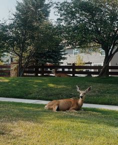 a deer laying down in the grass next to a sidewalk and fence with trees behind it