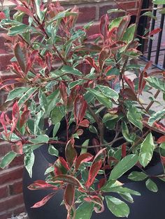 a potted plant in front of a brick wall with red and green leaves on it