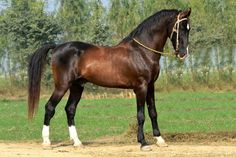 a brown horse standing on top of a lush green field next to a tree line