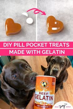 two dogs are looking at each other and one is holding a can of gelatin