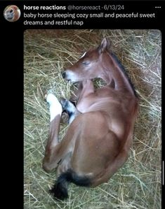 a horse laying on top of dry grass next to a pile of hay with caption that reads, horse reactions