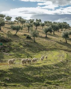 a herd of sheep standing on top of a lush green hillside next to an olive grove