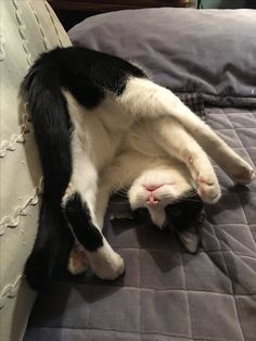 a black and white cat laying on top of a bed with its paws in the air