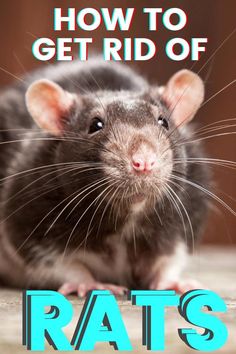 Learn how to get rid of rats and mice with these super simple and easy solutions for rodent issues. Rats in your garage or mice in you pantry - use these ways! Homemade Rat Poison, Get Rid Of Rats, Rat Infestation, Rat Repellent, Getting Rid Of Rats, Rat House, Rat Control, Rat Poison, Mice Repellent