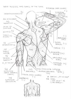 a diagram of the muscles and their functions in a man's back, side view