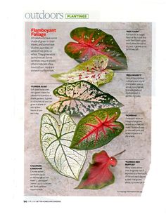 an article in the outdoors's magazine features different types of leaf shapes and colors