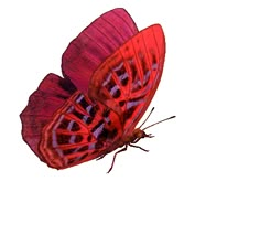 two red butterflies flying side by side on a white background