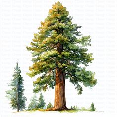 a watercolor painting of a large tree in the middle of a field with trees around it