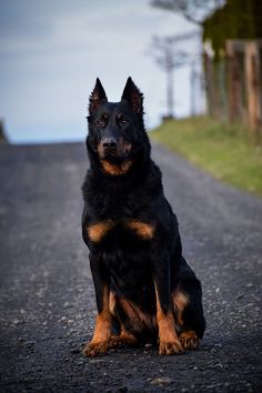 a black and brown dog sitting on the side of a road