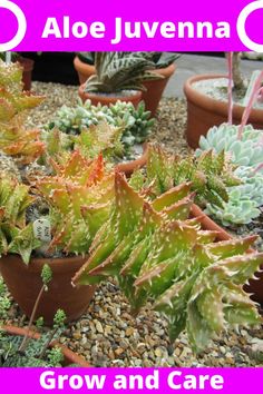 there are many different types of succulents in the garden