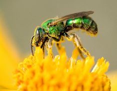 a green fly sitting on top of a yellow flower