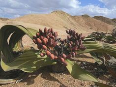 a bunch of flowers that are on the ground in the dirt near some sand hills