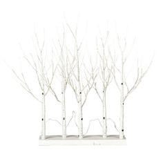 four white birch trees with no leaves on the branches are shown in front of a white background