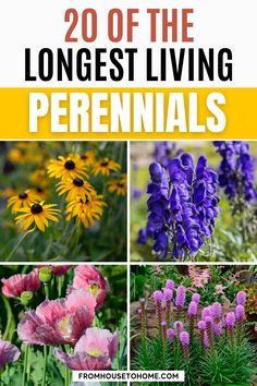 flowers and plants with text overlay that reads 20 off the longest living perennials