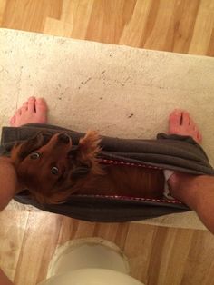 a small brown horse laying on top of a wooden floor next to a person's feet