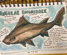 a drawing of a shark with its description on it's side and the words angular rougashark written below