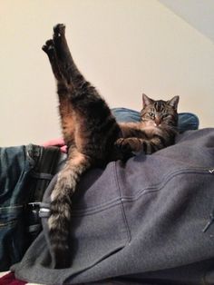 a cat laying on top of someone's jeans with their paws in the air