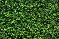 Green Bush Texture Wall Mural-Wall Mural-Eazywallz Artificial Vertical Garden, Artificial Green Wall, Green Leaf Background, Artificial Hedges, Texture Wall, Custom Wall Murals, Artificial Boxwood, Leaf Background, Print Wallpaper