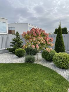 a small tree with pink flowers in the middle of a lawn and graveled area