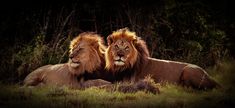 two lions laying down in the grass with their heads touching each other's shoulders