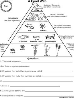 a food web pyramid with animals and plants on it, labeled in the top right corner