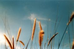 some tall brown grass under a blue sky