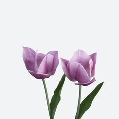 two pink tulips with green stems in front of a white background