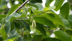 some green leaves and buds on a tree