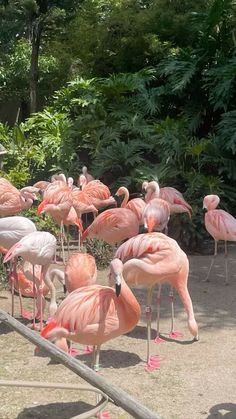 a group of pink flamingos standing in the dirt