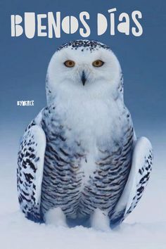 an owl is sitting in the snow