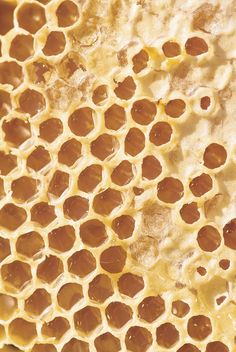 close up view of honey cells on the side of a beehive