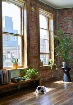 a black and white dog laying on the floor in front of two windows with potted plants