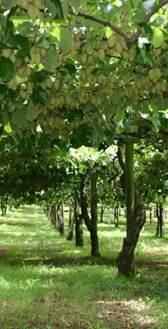 the fruit is growing on the trees in the field