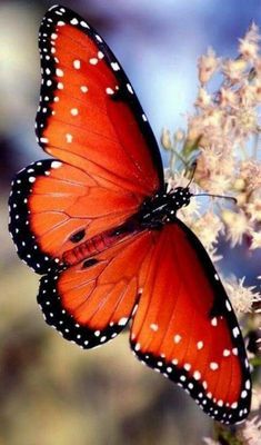 an orange butterfly sitting on top of a flower