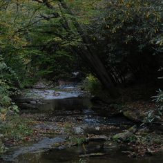 a stream running through a forest filled with lots of trees and leaves on the ground