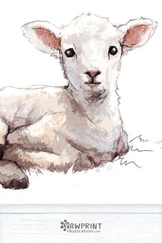 a drawing of a lamb laying down on the ground