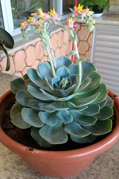 a potted plant sitting on top of a table next to a window sill