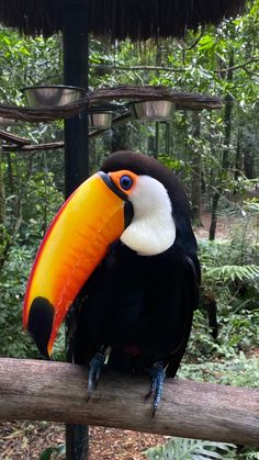 a toucan sitting on top of a wooden branch in front of some trees