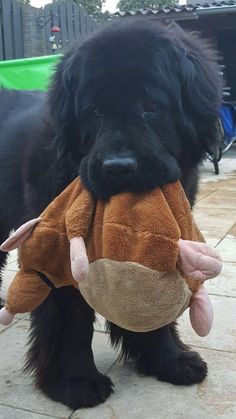 a black dog holding a stuffed animal in it's mouth