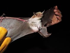 a bat is being held by someone's hand with it's wings open