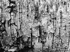 black and white photograph of tree bark