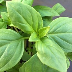 some green leaves are growing on top of each other