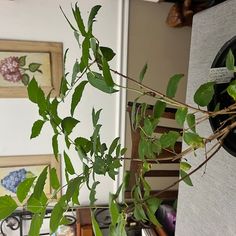 a green plant in a pot on top of a table next to a wall mounted clock