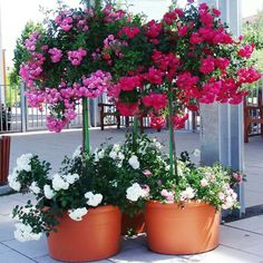 pink and white flowers are growing in large pots