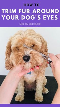 a dog getting its hair cut with scissors in front of it and the title how to trim fur around your dog's eyes