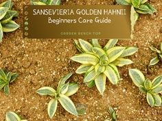 some green and yellow plants in the dirt with a sign that says san severia golden hawaii beginners core guide