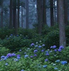 blue and white flowers in the middle of a forest with tall trees on either side